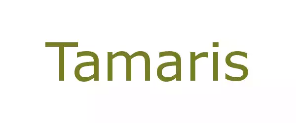 Producent Tamaris