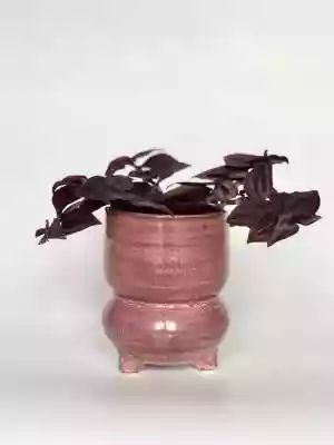 Osłonka Tupilo S Pink Podobne : Osłonka Tupilo L Black - 1735