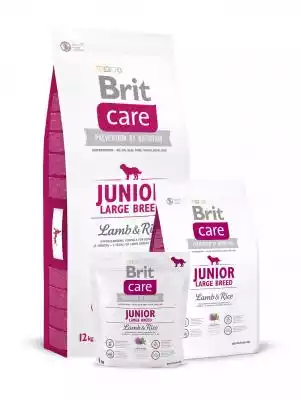 Brit Care Junior Large Breed Lamb & Rice Podobne : Brit Care Junior Large Breed Salmon & Potato - sucha karma dla psa 12kg - 44580