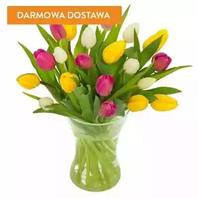Bukiety Kwiatowe 25 Tulipanów Kolorowych oferuje