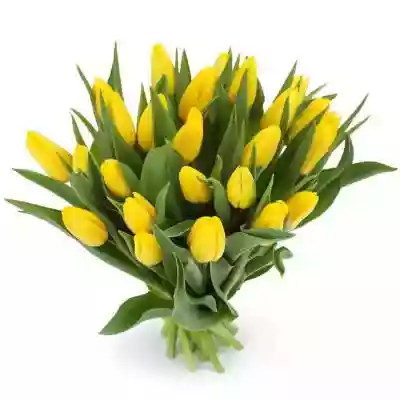 Bukiet Żółtych Tulipanów Bukiet żółtych tulipanów wywoła radość! Do tulipanowego bukietu idealnego na każdą okazję istnieje możliwość dołączenia bileciku. Kompozycja będzie wykonana przez lokalną kwiaciarnię Euroflorist Nr produktu: BOU12_24