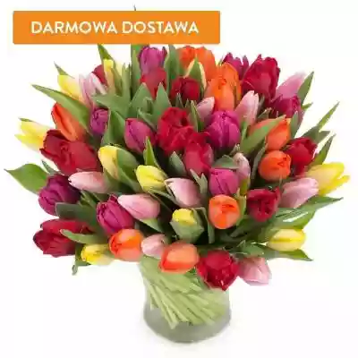 Bukiety Kwiatowe 50 Tulipanów Kolorowych Arts & Entertainment > Party & Celebration > Gift Giving > Fresh Cut Flowers