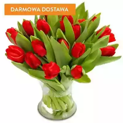 Bukiety Kwiatowe 25 Tulipanów Czerwonych Arts & Entertainment > Party & Celebration > Gift Giving > Fresh Cut Flowers