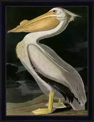 Stylowa reprodukcja "American White Pelican" autorstwa Johna Jamesa Audubona przypadnie go gustu pasjonatom zwierząt oraz natury. Biały flaming doskonale wkomponuje się we wnętrze eleganckiego salonu,  jadalni czy gabinetu. Będzie także oryginalną dekoracją w przestronnych i repr