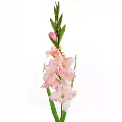 ﻿SZTUCZNY KWIAT OZDOBNY DEKORACYJNY JASN Podobne : Sztuczny kwiat Asparagus, 40 cm - 297745